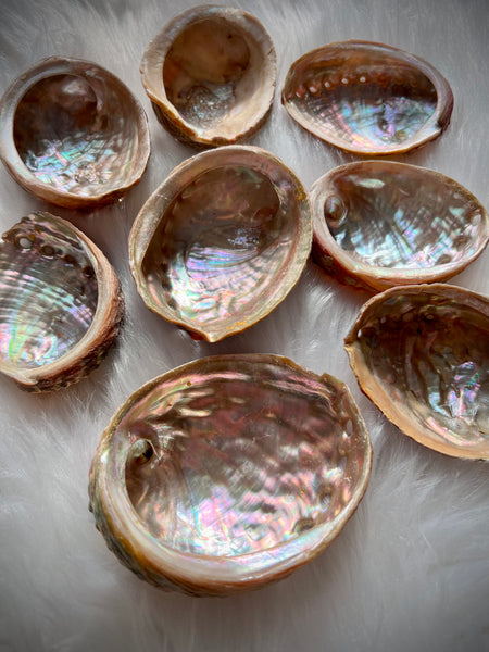 Abalone Shell